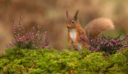 �1761783 �������(a): ����������:2048x1187